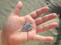 SmallFish