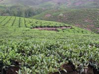 KeralaTea