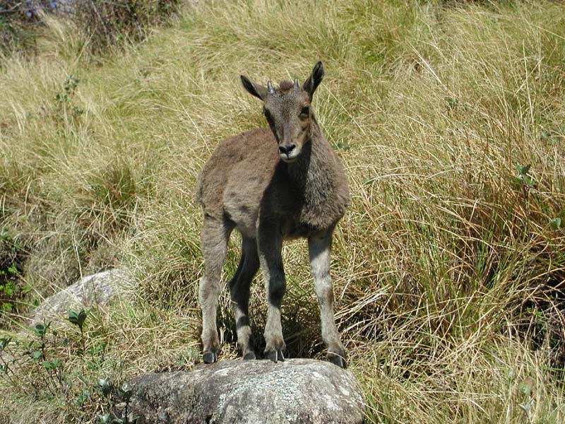 NilgiriTahrBaby