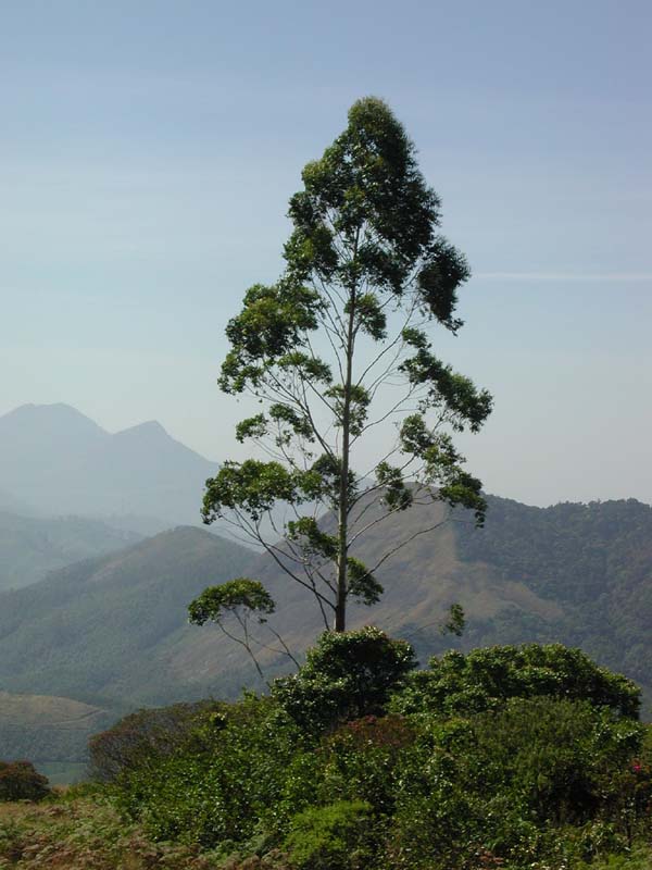 NilgiriTahrView