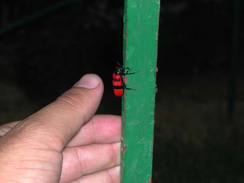 GiantLadyBug