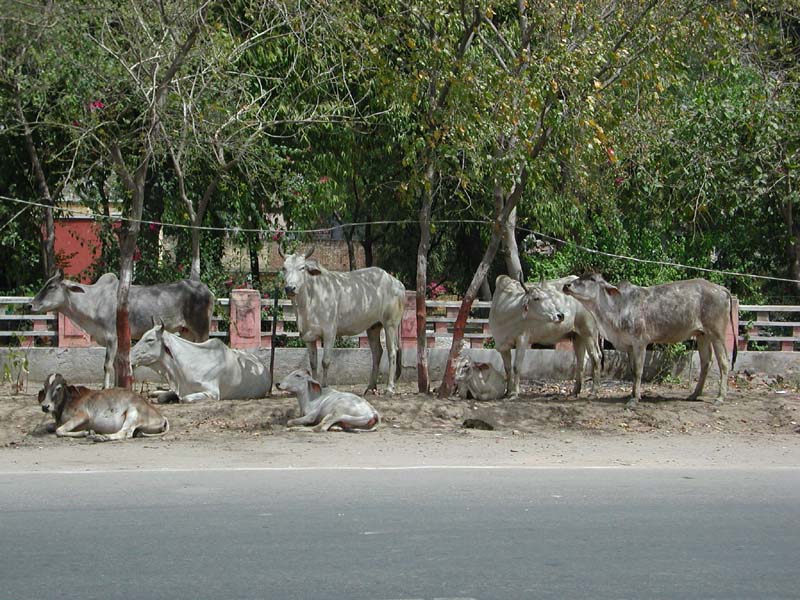 HolyCow