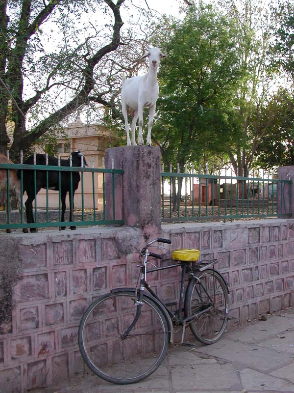 SuperGoat
