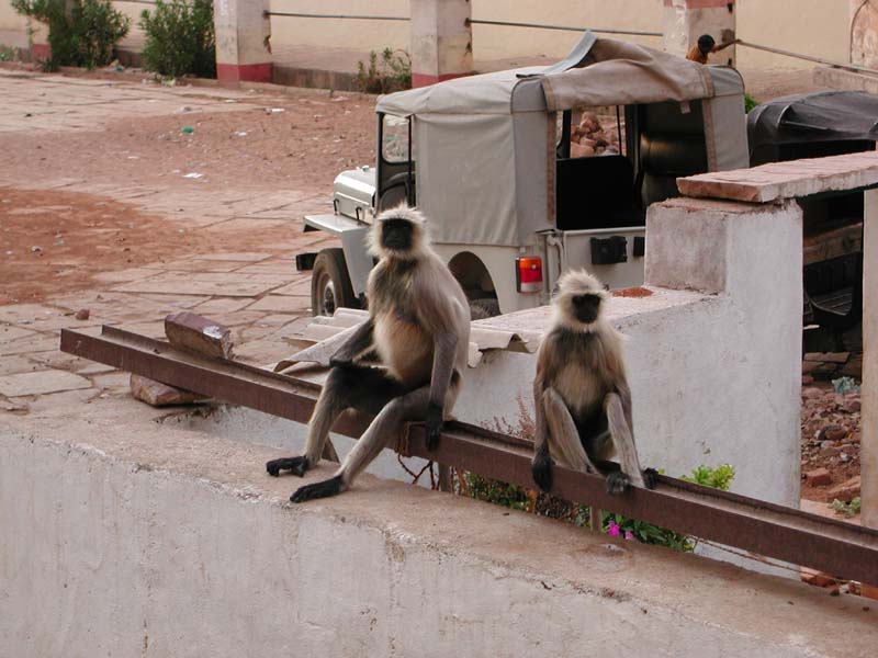 MonkeyDoo