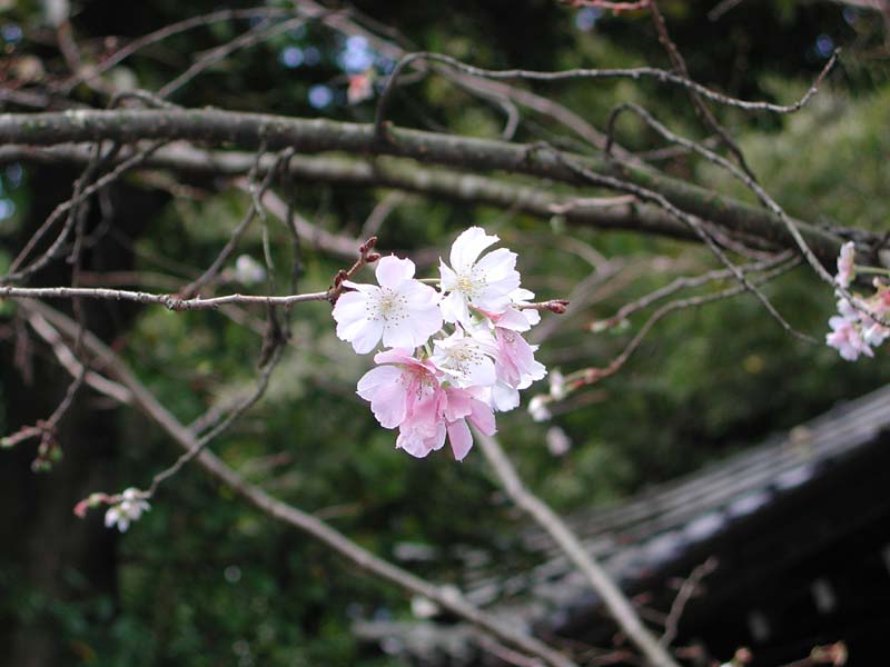 DSCN2340