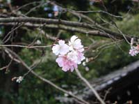 DSCN2340