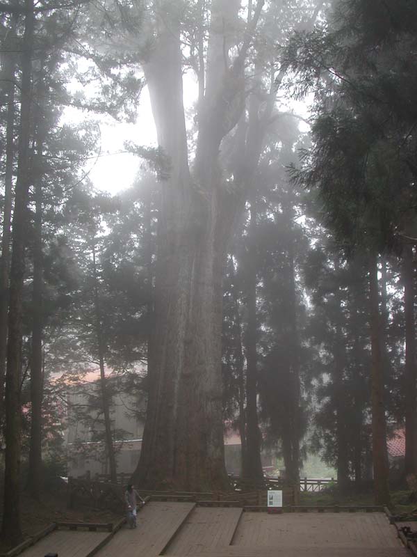 AliShanTree