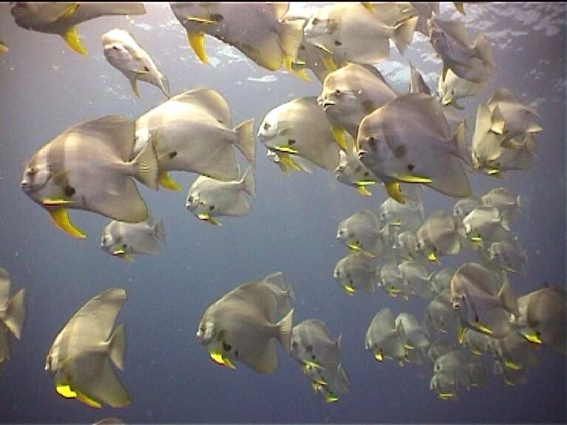 BatFish