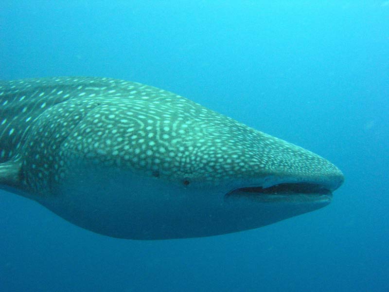 IWish_WhaleShark